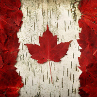 MT4-MapleLeafs EA
