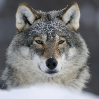 MT4-Wolf MT4 EA